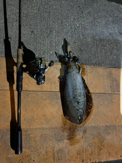 イカの釣果