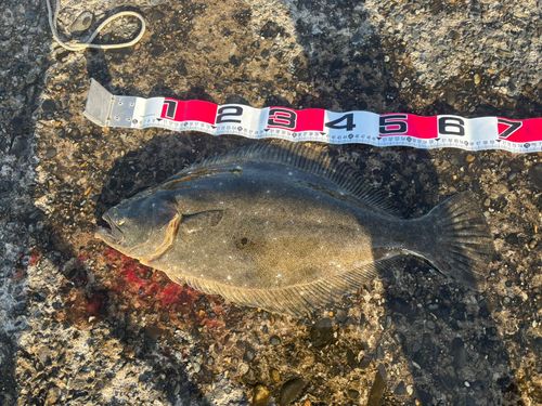 ヒラメの釣果