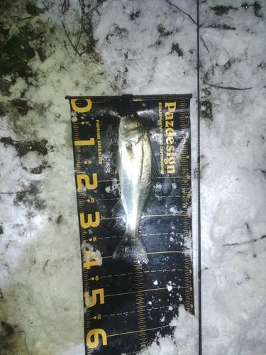 セイゴ（マルスズキ）の釣果