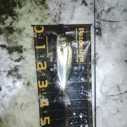 セイゴ（マルスズキ）