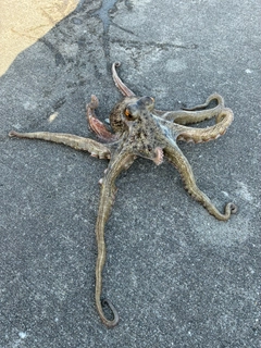 タコの釣果