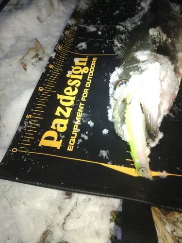 セイゴ（マルスズキ）の釣果