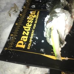 セイゴ（マルスズキ）