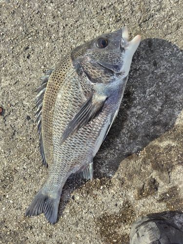 チヌの釣果