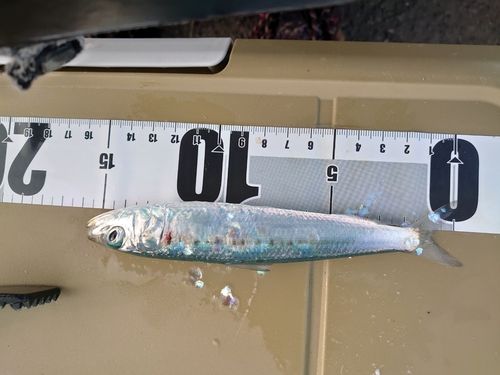 イワシの釣果
