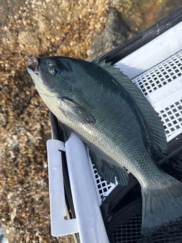 クチブトグレの釣果