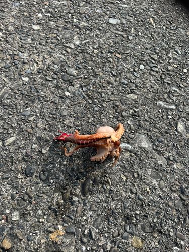 タコの釣果