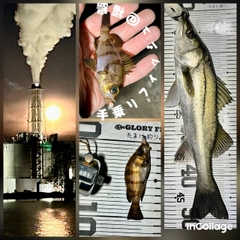 フッコ（マルスズキ）の釣果