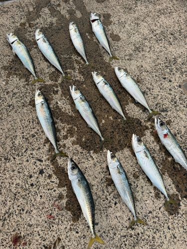 サバの釣果
