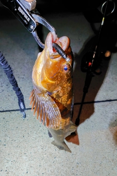 アイナメの釣果