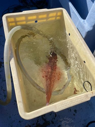 スルメイカの釣果