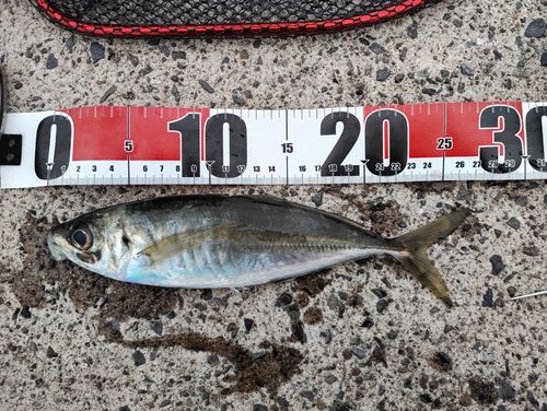 マアジの釣果