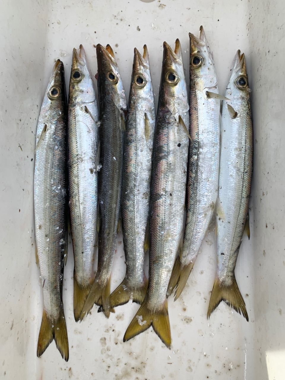 SHIMANO 23コルトスナイパー BB LSJ S96Lの最安値・インプレ・釣果