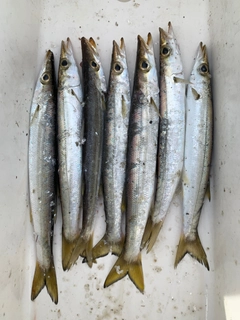 カマスの釣果