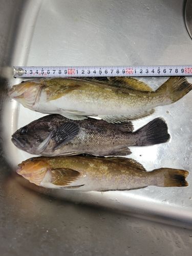 アイナメの釣果