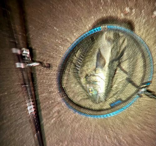 東京湾（アクアライン以北）