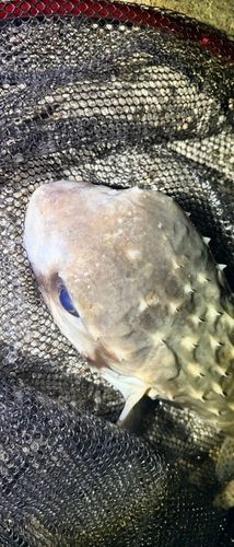 イシガキフグの釣果