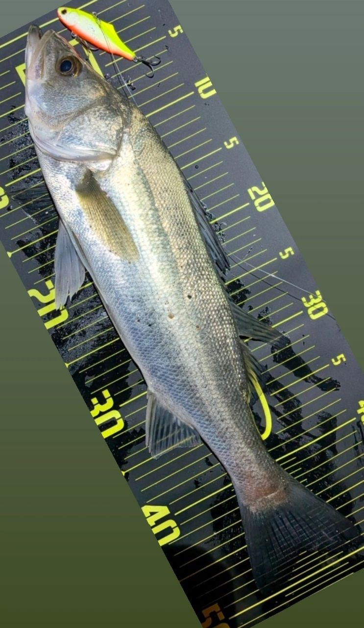 SHIMANO 19スコーピオン 2702R-2の最安値・インプレ・釣果 | 本音の