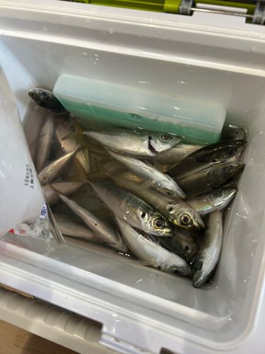 アジの釣果