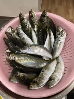 アジの釣果