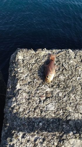 ネンブツダイの釣果