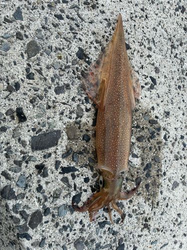 ヤリイカの釣果