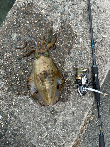 アオリイカの釣果