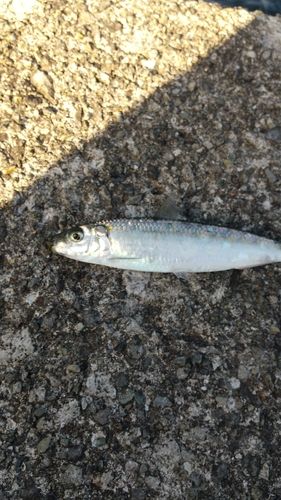 イワシの釣果