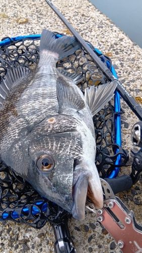 クロダイの釣果