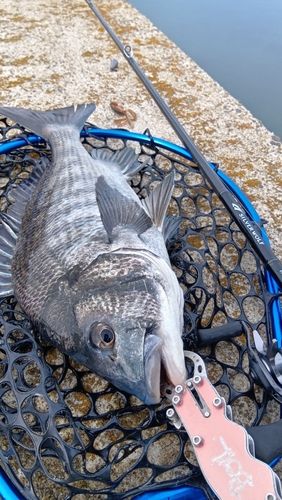 クロダイの釣果