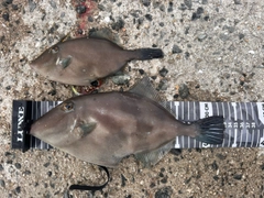 ウマヅラハギの釣果