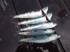 マイワシの釣果