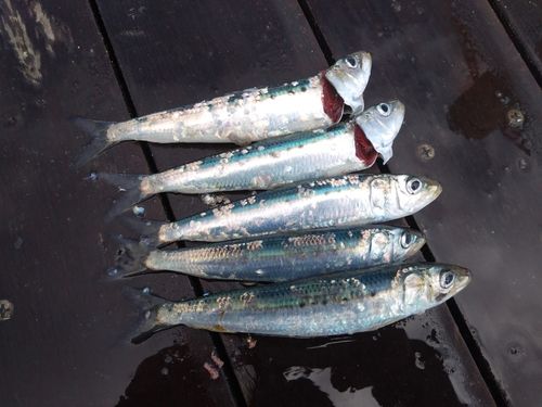 マイワシの釣果