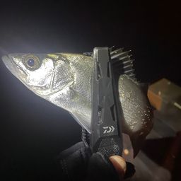 セイゴ（マルスズキ）