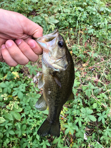 ラージマウスバスの釣果