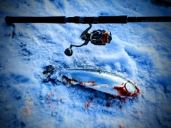 サクラマスの釣果