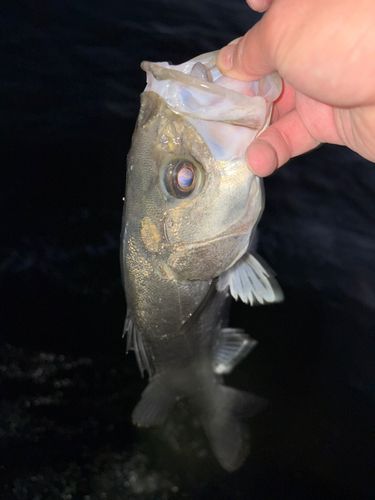 東京湾（アクアライン以北）