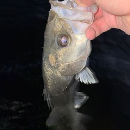 フッコ（マルスズキ）