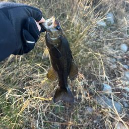 スモールマウスバス