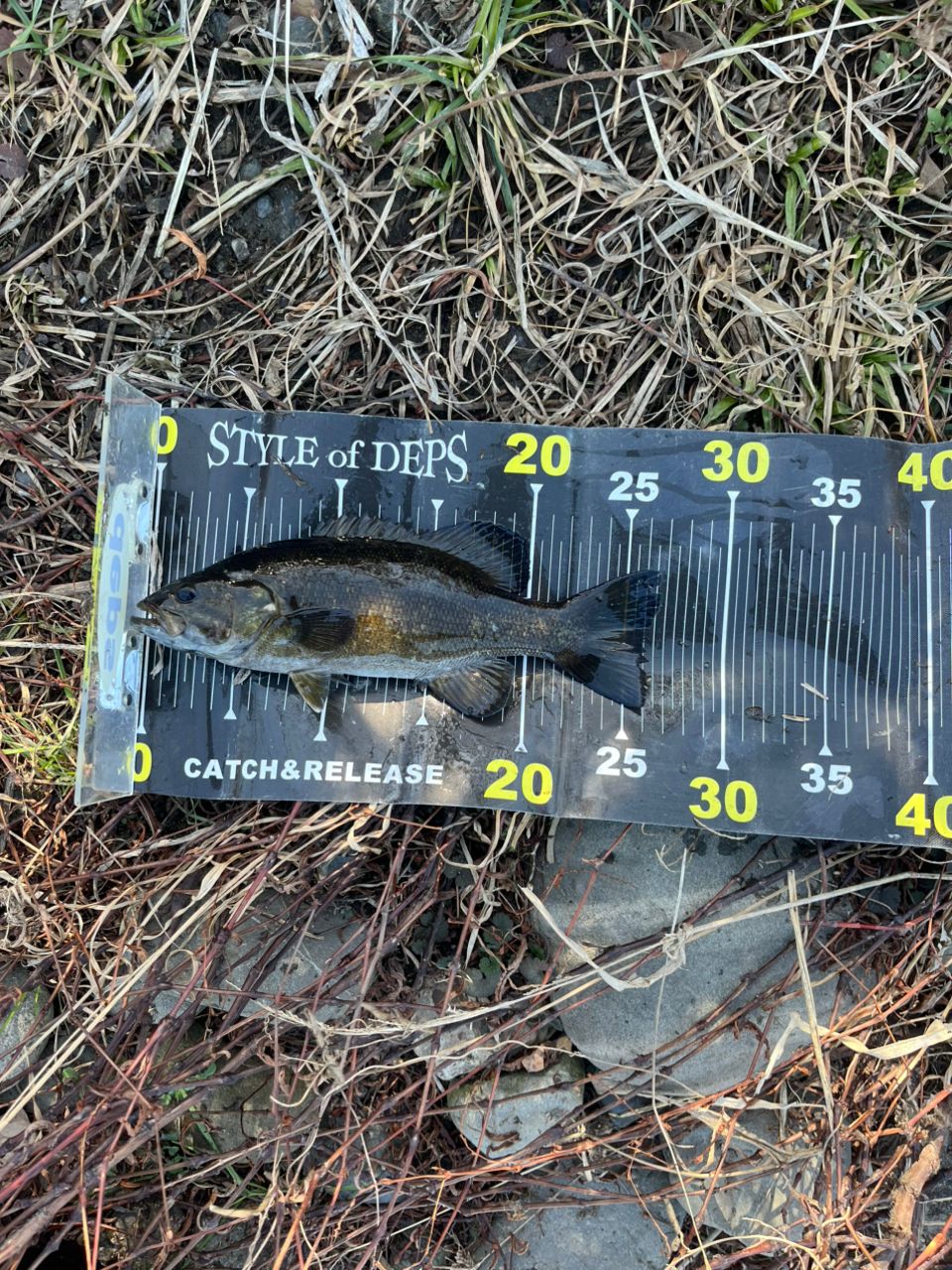 スモールマウスバス