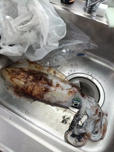 平川ヨットハーバー