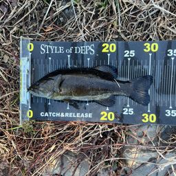 スモールマウスバス