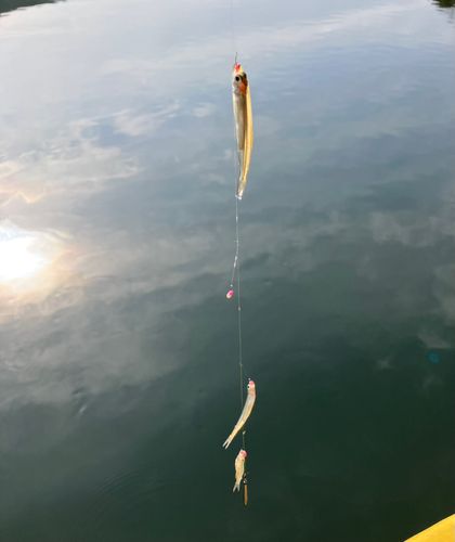 ワカサギの釣果