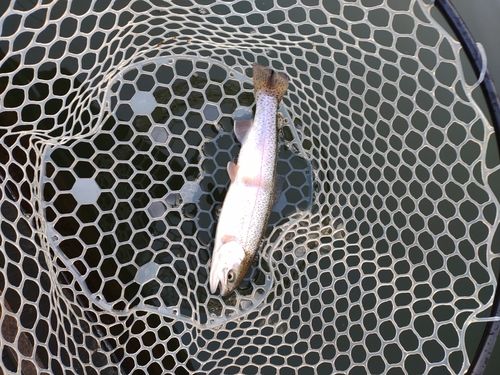 ニジマスの釣果