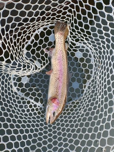 ニジマスの釣果