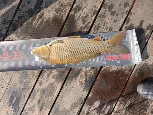 ハミングバード通天湖