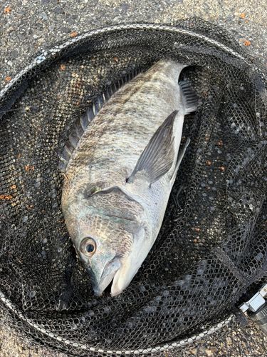 チヌの釣果