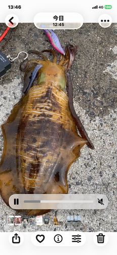 アオリイカの釣果