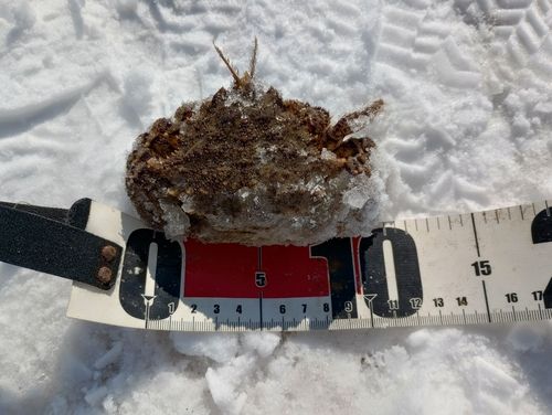 クリガニの釣果