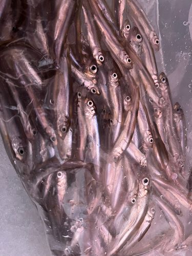ワカサギの釣果